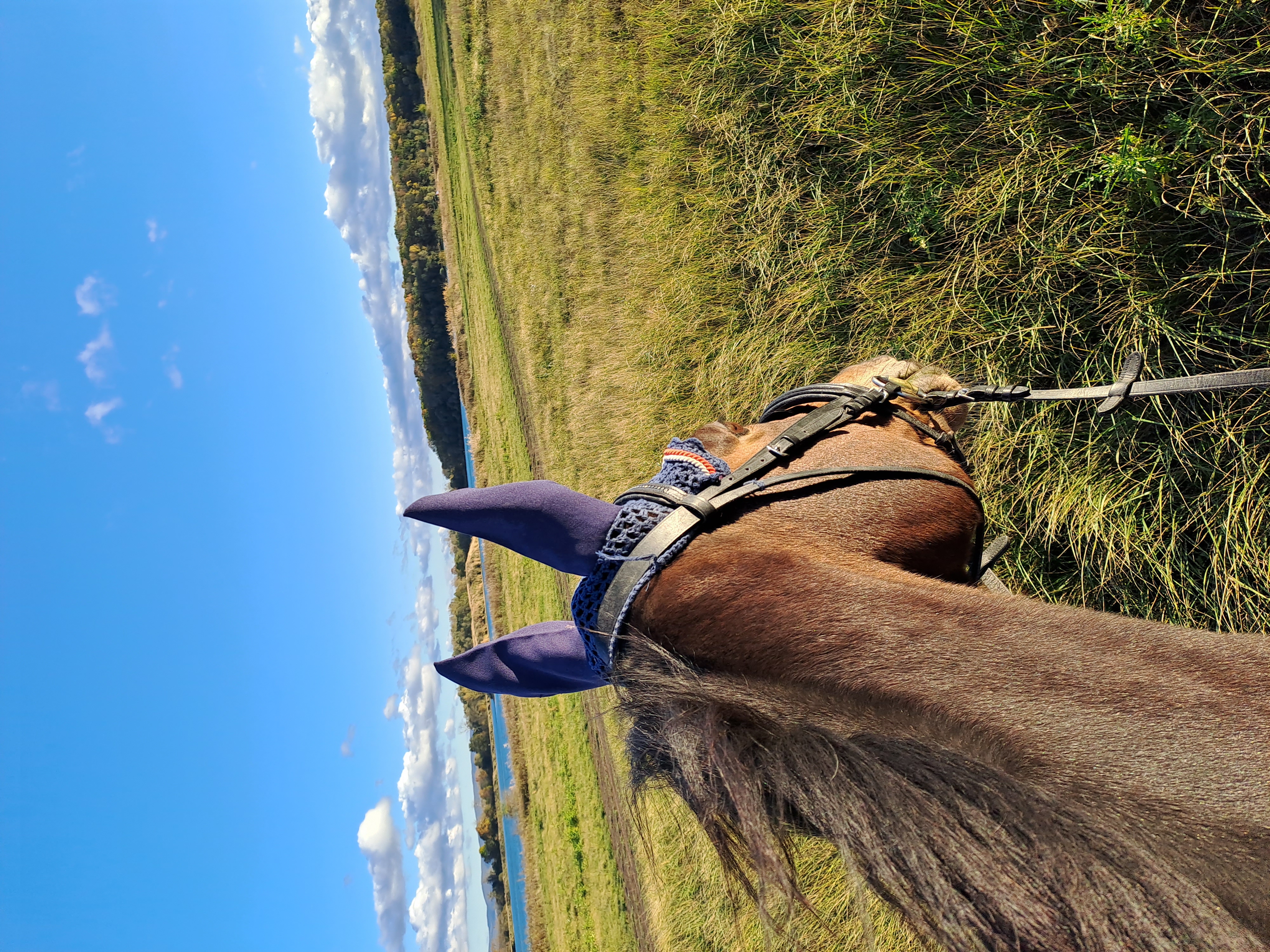 Fly By Me - Our distinguished horse